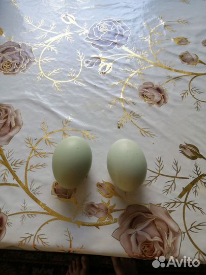 Продаю домашнее куриное яйцо