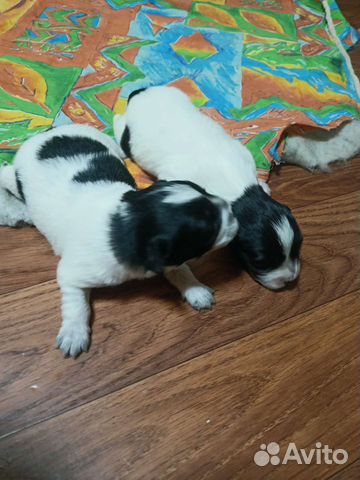 Авито пугачева животных. Королевский сирийский хомяк. Королевский сирийский хомячок. Авито пугачева животных. Покупка поросят.