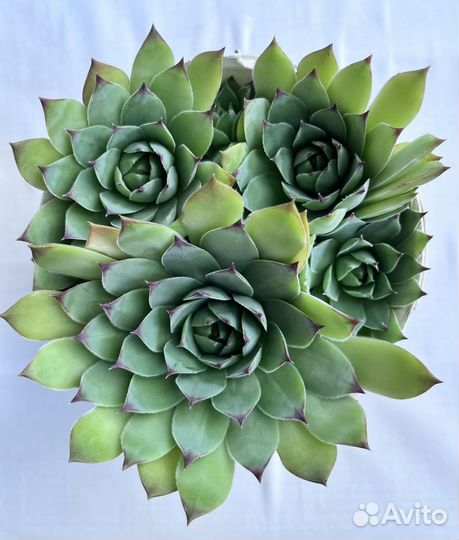 Суккуленты