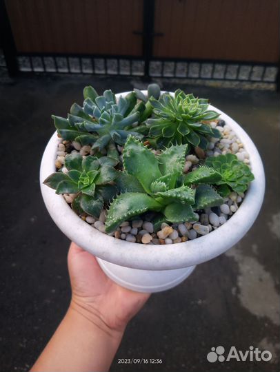 Суккуленты