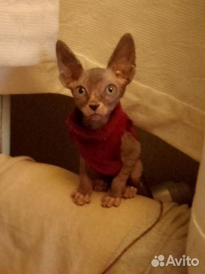 Канадский сфинкс