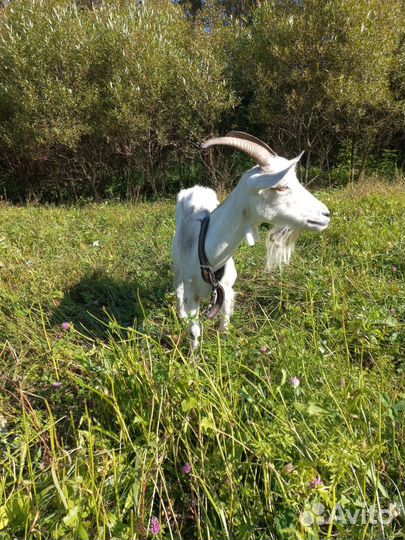 Продам козу