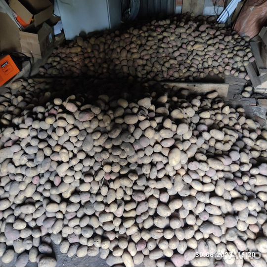 Продам картофель