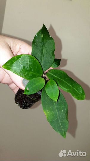 Хойи hoyas для вас