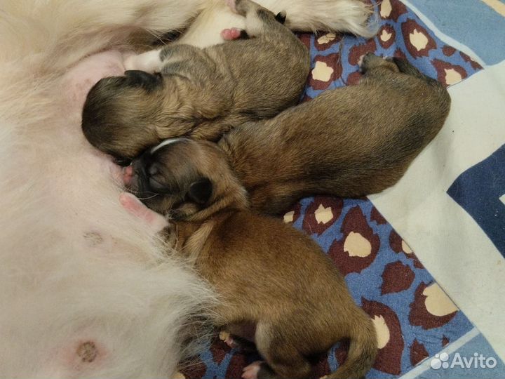 Щенки пекинеса