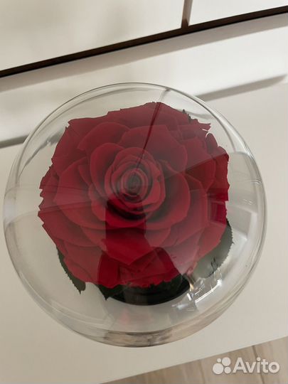 Вечная роза в колбе