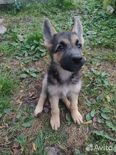 Щенки вео 2 месяца девочки