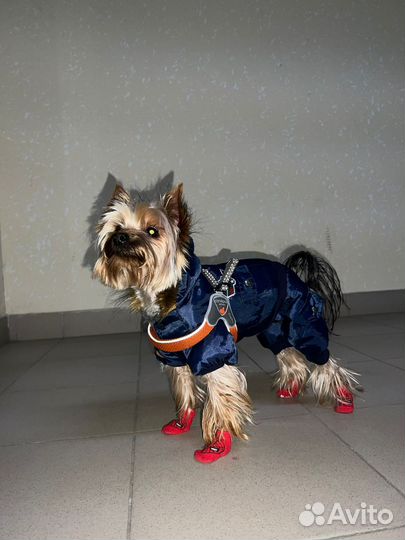 Вязка Йорик-мини