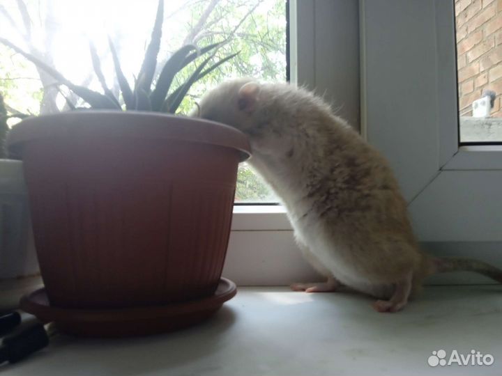 Крыса, Дамбо, Рекс, фавн. В поисках любви