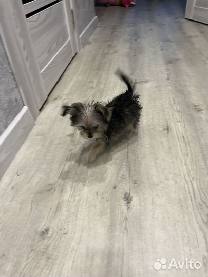 Йоркширский терьер