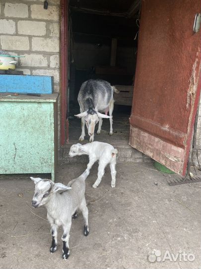 Продам козья семья
