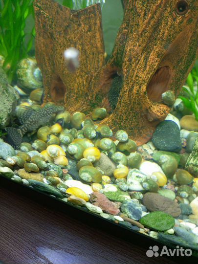 Улитки для аквариума