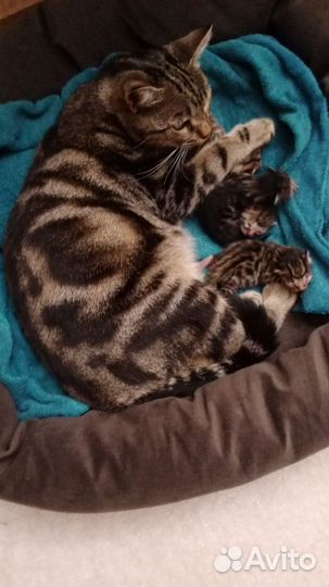 Бенгальские котята