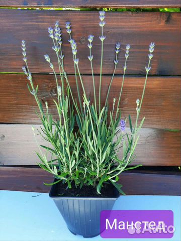 Лаванда Munstead (Манстед). Саженцы и черенки купить в Балашихе ...