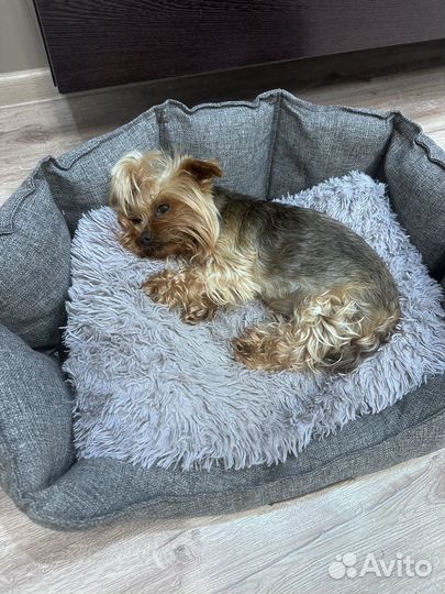 Йоркширский терьер мини девочка вязка