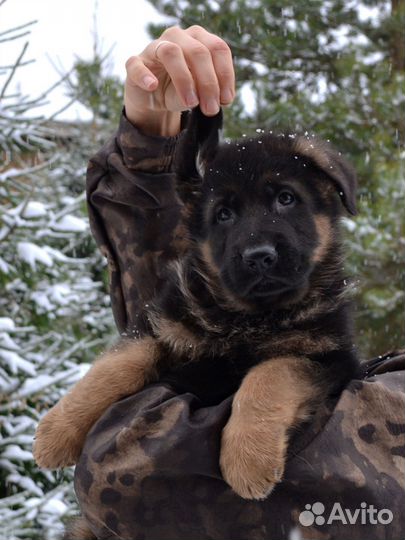 Красивый кобель щенок немецкой овчарки, РКФ