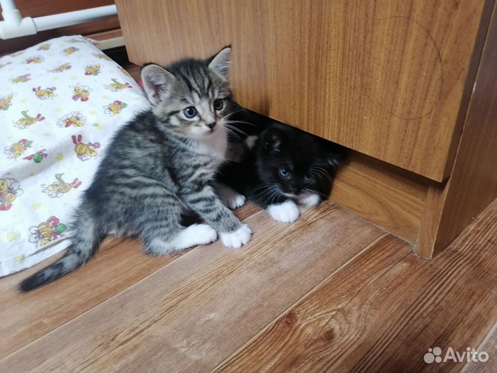 Котята в добрые руки приучены к лотку