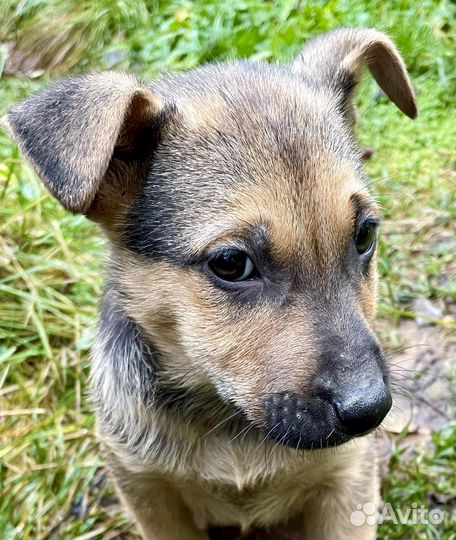 Щенки в дар