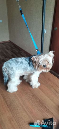 Услуги грумера