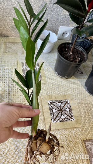 Комнатные растения цветы