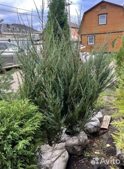 Можжевельник Блю Эрроу с гарантией приживаемости