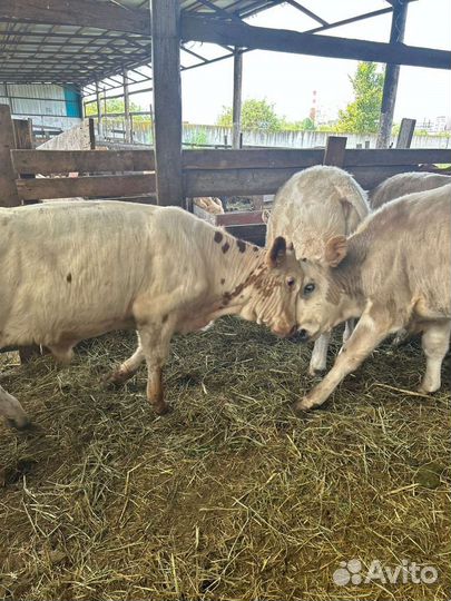 Бычки Мясные породы