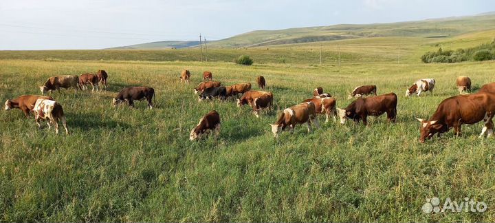 Быки на мясо живым весом