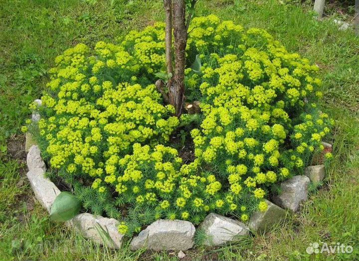 Молочай кипарисовый