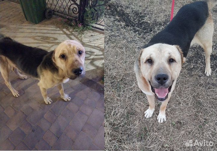 Молодой кобель