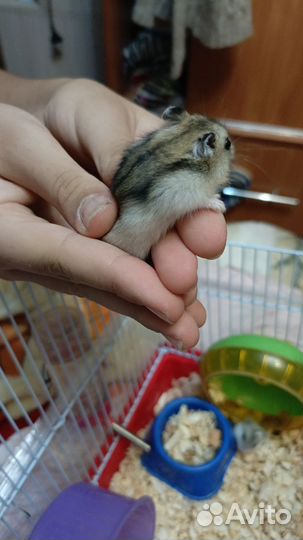 Джунгарский хомяк