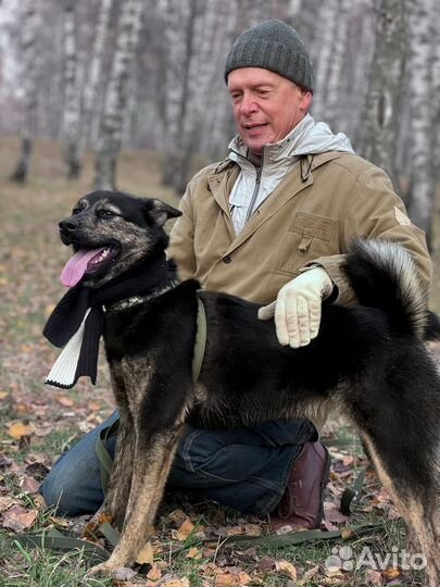 Очень классная собака Аэлита живет в приюте