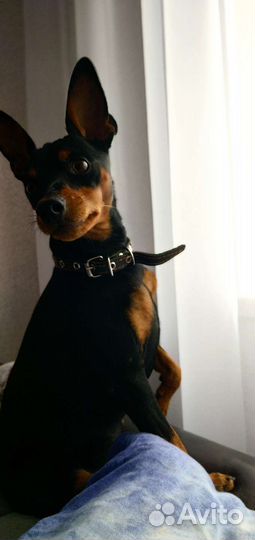 Маленькая собака