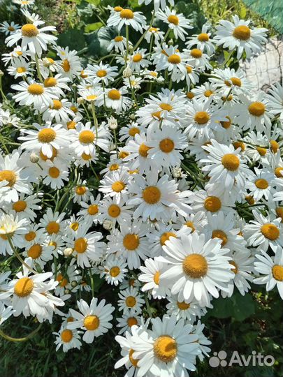 Ромашка садовая