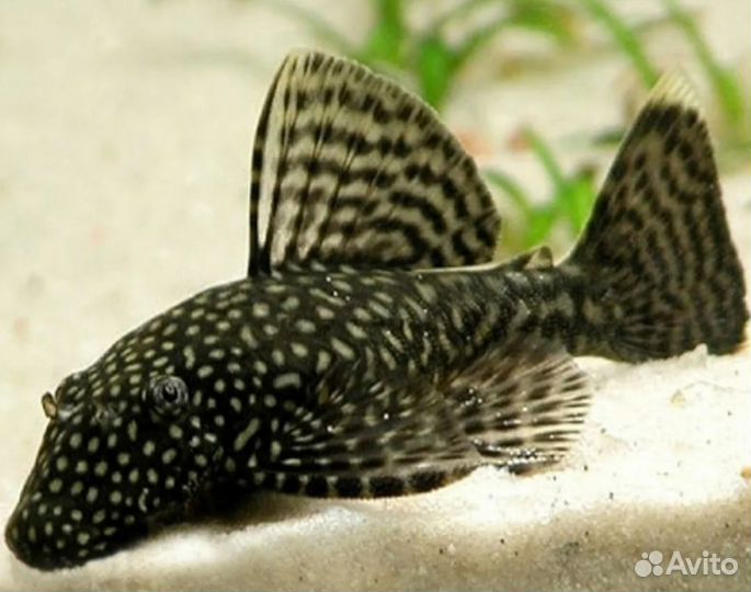 Сомики анциструсы