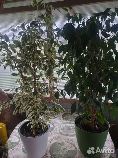 Фикус бенджамина пестролистный