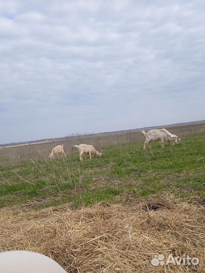 Козел производитель