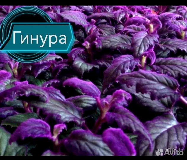 Комнатные цветочки