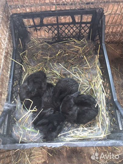 Кролики мясных пород