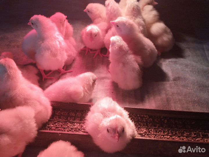Цыплята