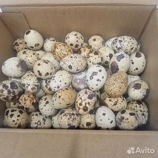 Яйца перепелиные