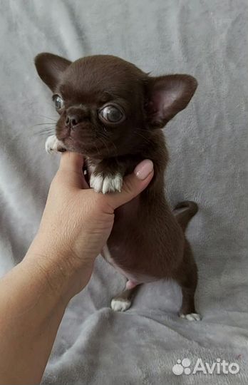 Мини мальчик