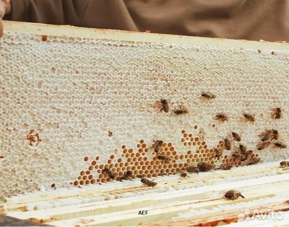 Мёд 2024 года из Алтая опт