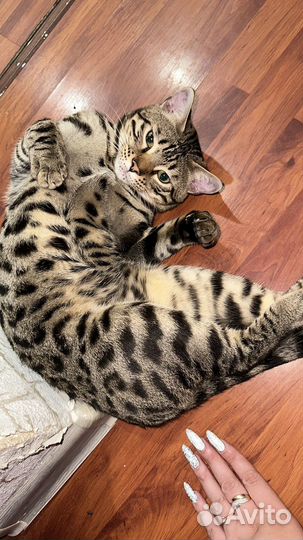 Бенгальский кот вязка