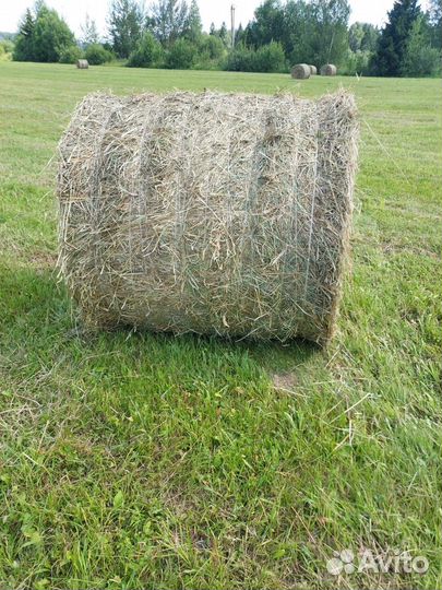 Сено в рулонах 2024г 250кг
