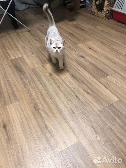 Шотландская