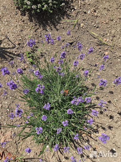 Лаванда розовая