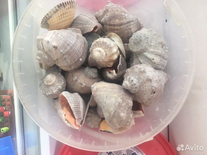 Ракушки с моря