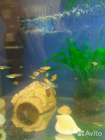 Аквариумные рыбки