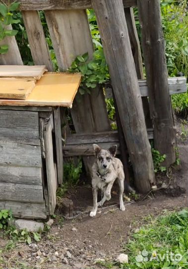 Щенок 10 мес