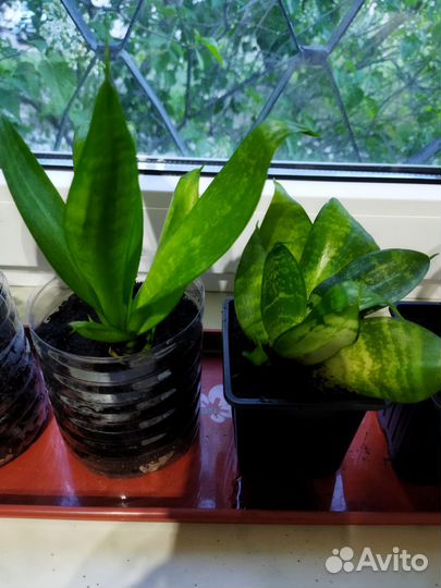 Сансевиерия ханни растение в горшочке